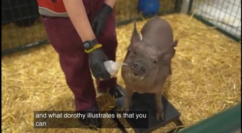 意念控制特斯拉有希望？馬斯克用活豬演示腦機接口技術，可實時讀取大腦信息，A股也有概念股