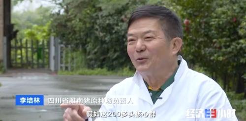 8個品種本土種豬滅絕!我們餐桌多為“外來豬”?!本土“二師兄”去哪了?