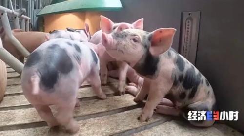 8個品種本土種豬滅絕!我們餐桌多為“外來豬”?!本土“二師兄”去哪了?