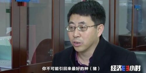 8個品種本土種豬滅絕!我們餐桌多為“外來豬”?!本土“二師兄”去哪了?